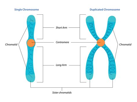 A Duplicated Chromosome Consists Of Two