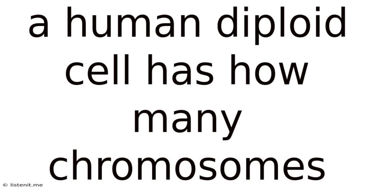 A Human Diploid Cell Has How Many Chromosomes