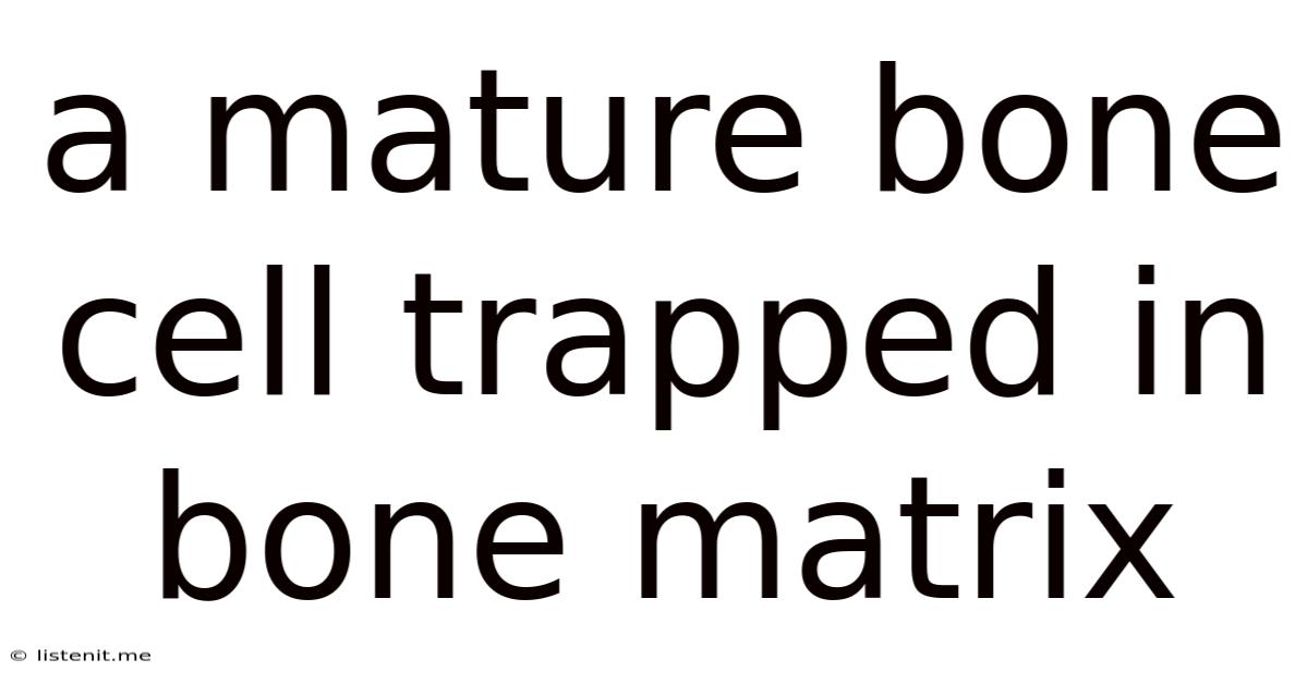 A Mature Bone Cell Trapped In Bone Matrix