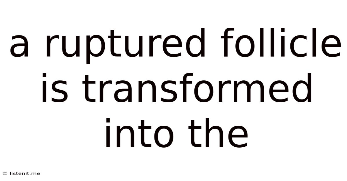 A Ruptured Follicle Is Transformed Into The