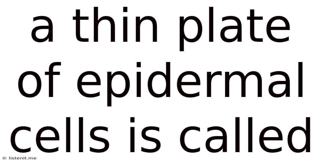 A Thin Plate Of Epidermal Cells Is Called