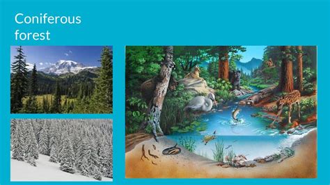 Abiotic Factors In A Coniferous Forest