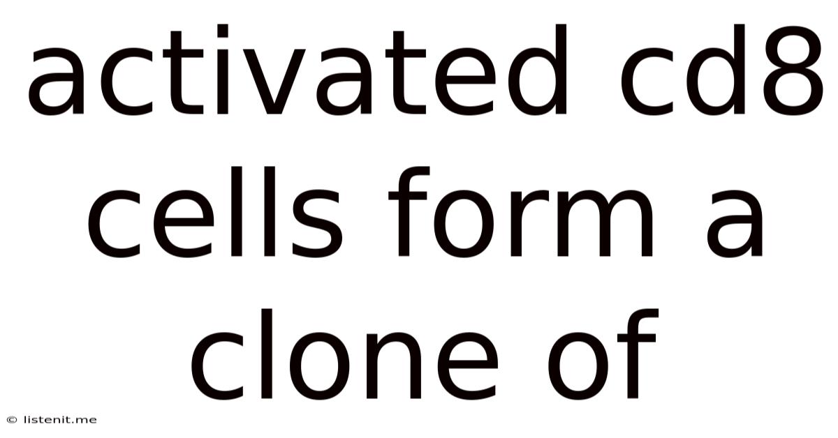 Activated Cd8 Cells Form A Clone Of