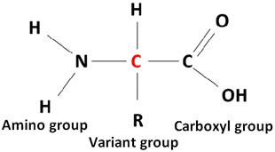 Amino Acids Are The Monomers For