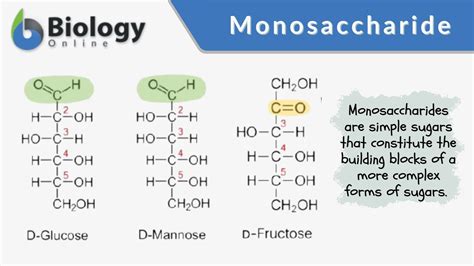 An Example Of A Monosaccharide Is