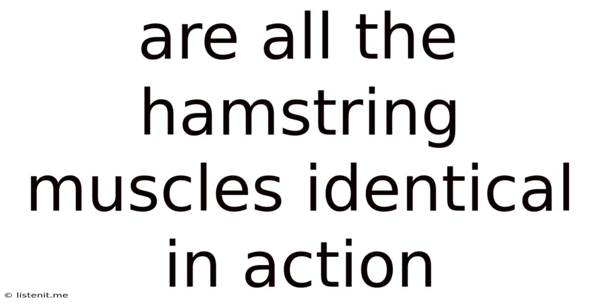 Are All The Hamstring Muscles Identical In Action
