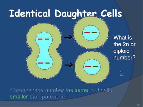 Are Daughter Cells Identical To Parent Cells In Mitosis