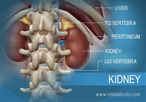 Are The Kidneys Inferior To The Lungs