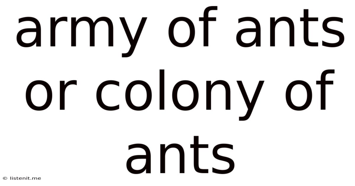 Army Of Ants Or Colony Of Ants