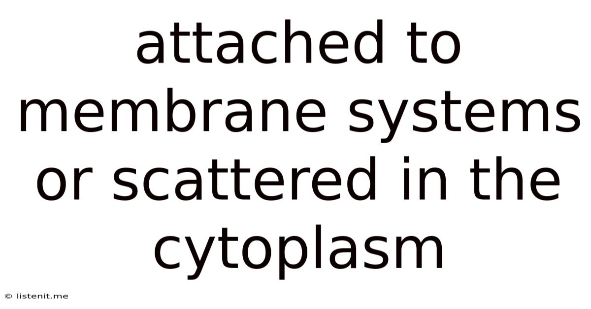 Attached To Membrane Systems Or Scattered In The Cytoplasm