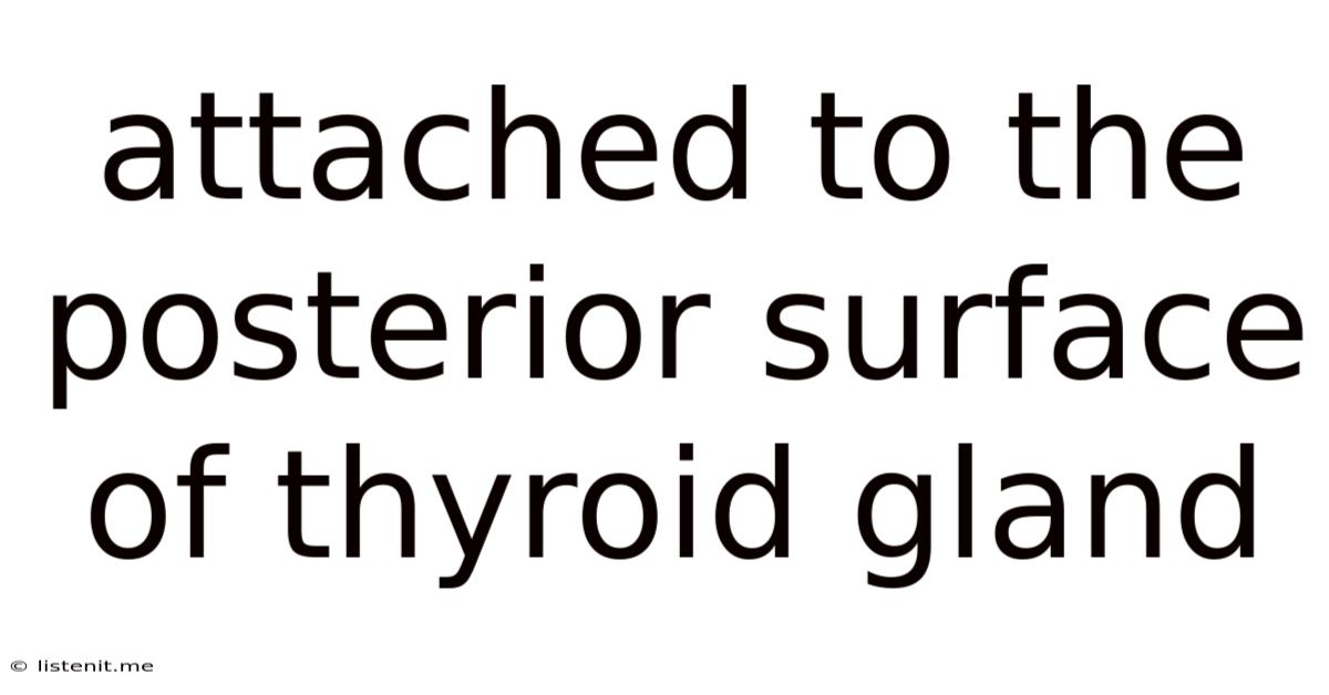 Attached To The Posterior Surface Of Thyroid Gland