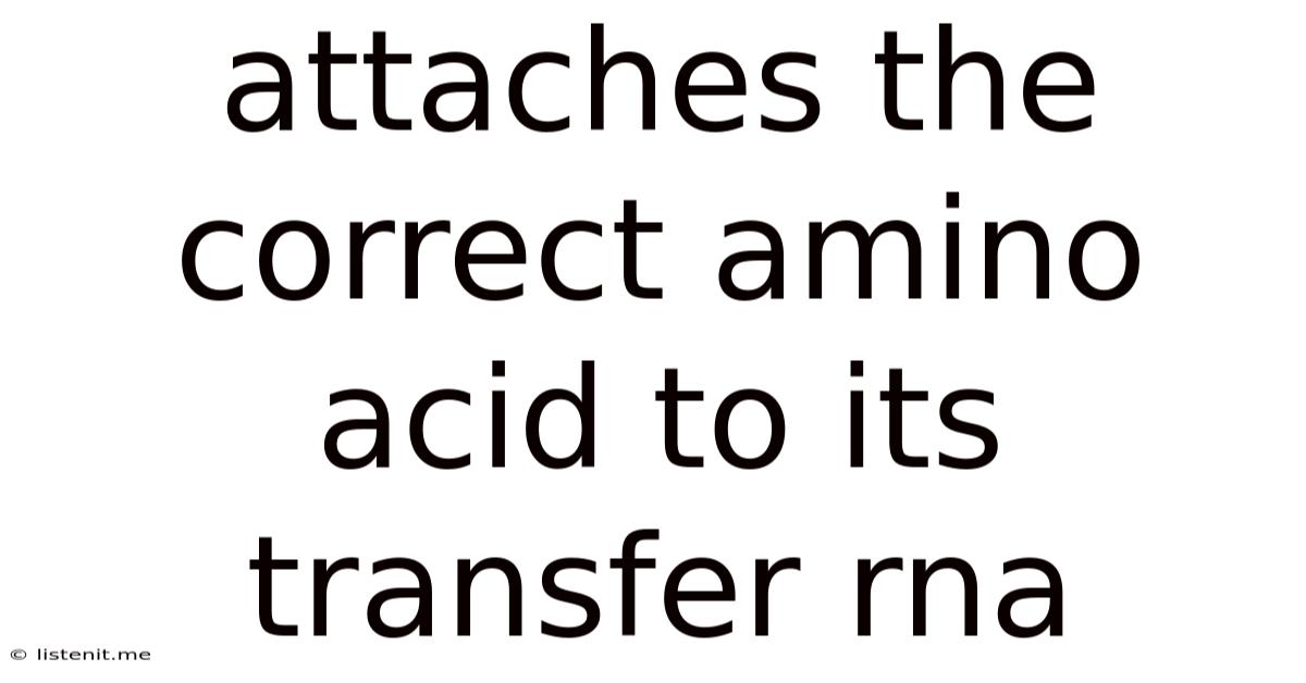 Attaches The Correct Amino Acid To Its Transfer Rna