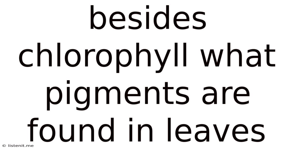 Besides Chlorophyll What Pigments Are Found In Leaves