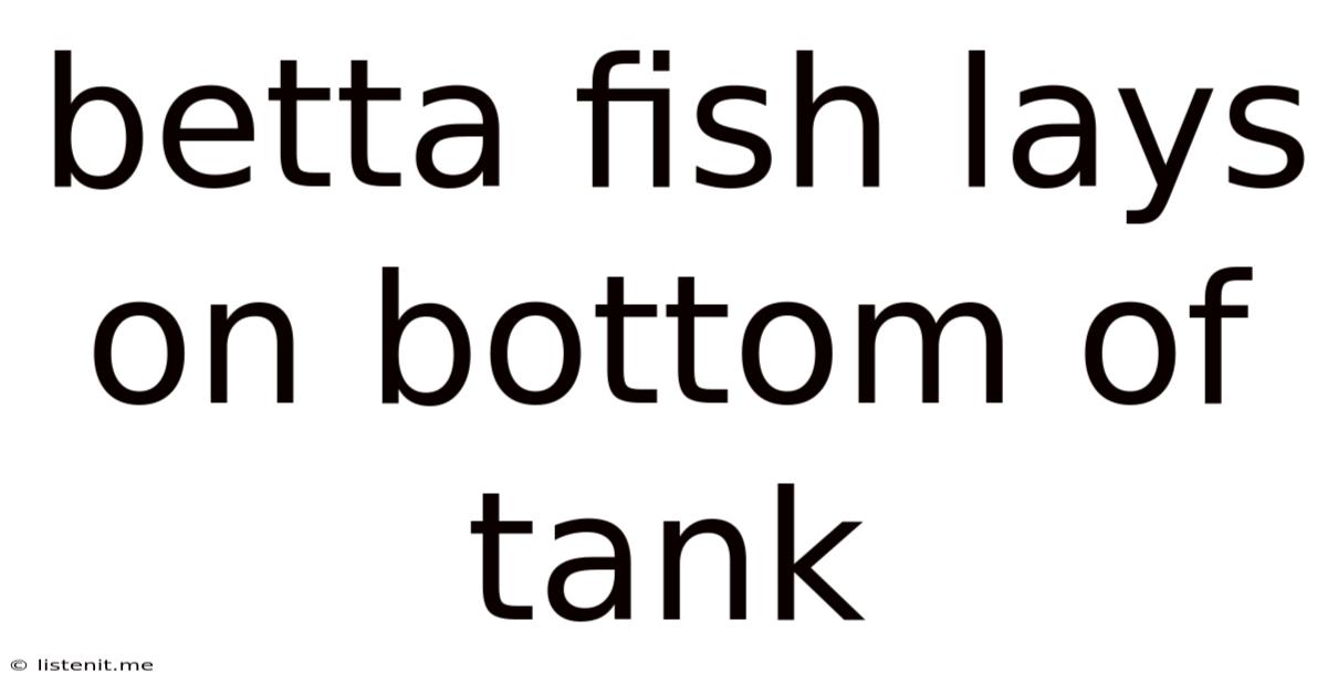 Betta Fish Lays On Bottom Of Tank