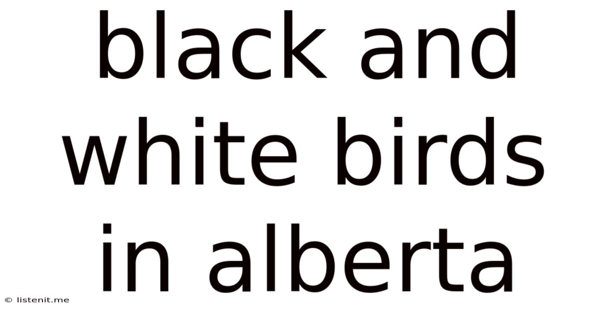 Black And White Birds In Alberta