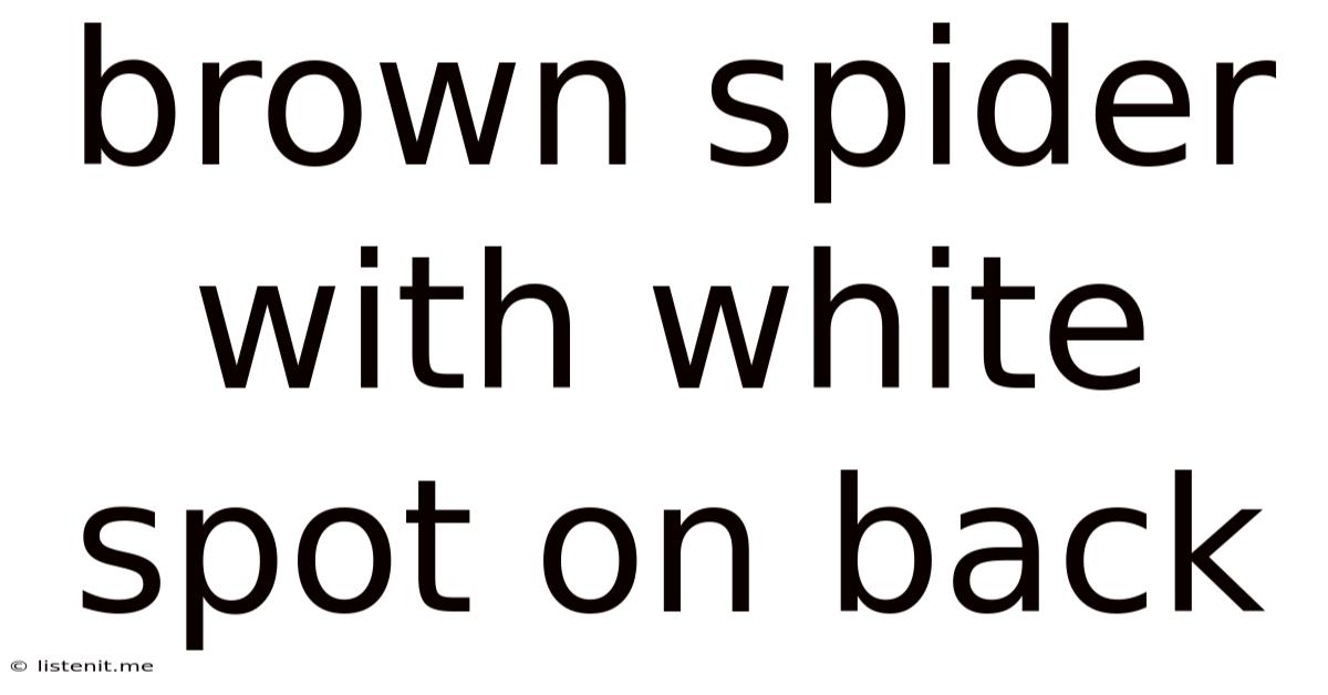 Brown Spider With White Spot On Back