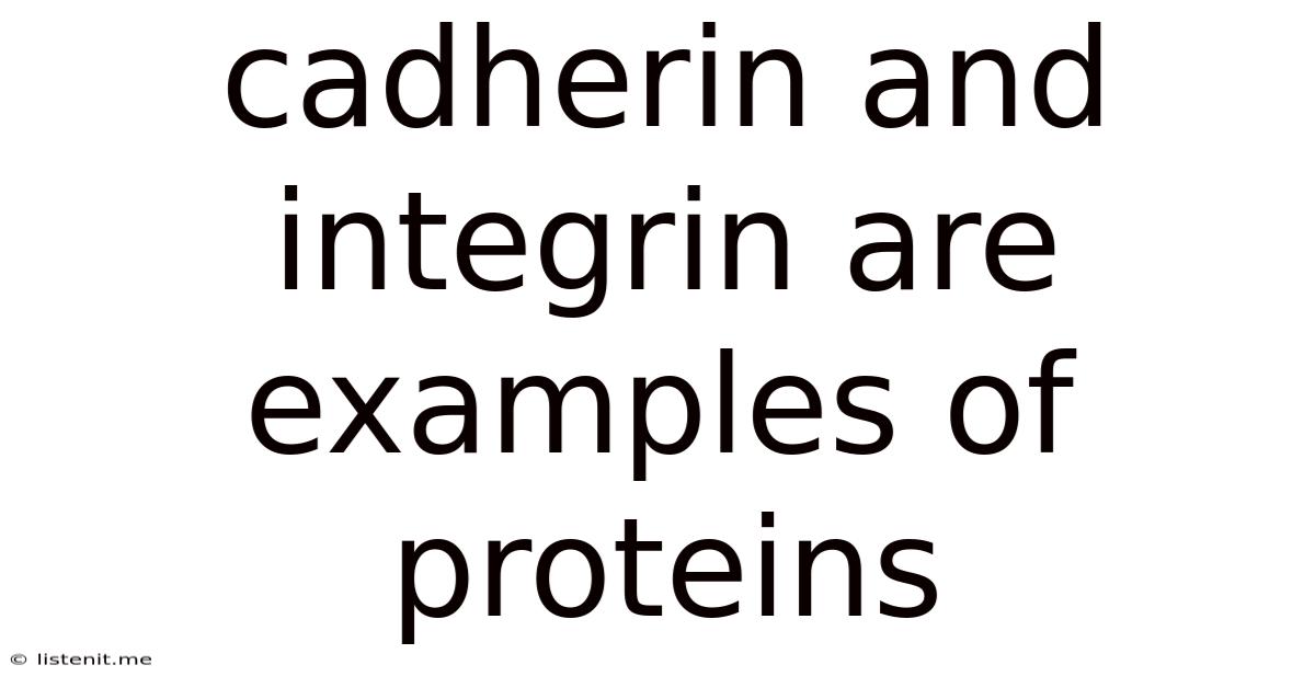 Cadherin And Integrin Are Examples Of Proteins