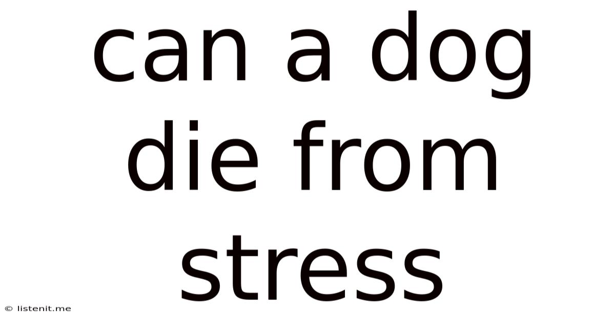Can A Dog Die From Stress