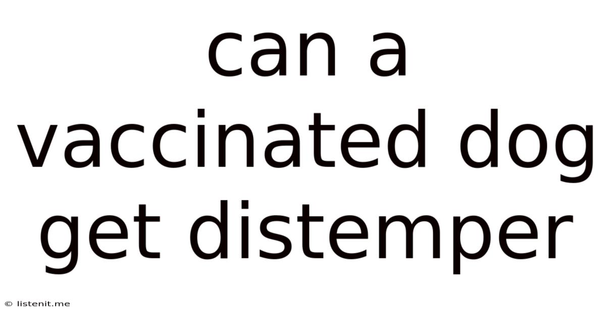 Can A Vaccinated Dog Get Distemper