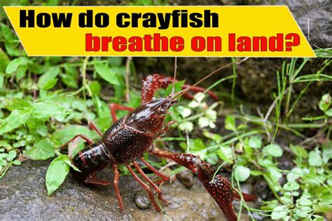 Can Crawdads Live Out Of Water