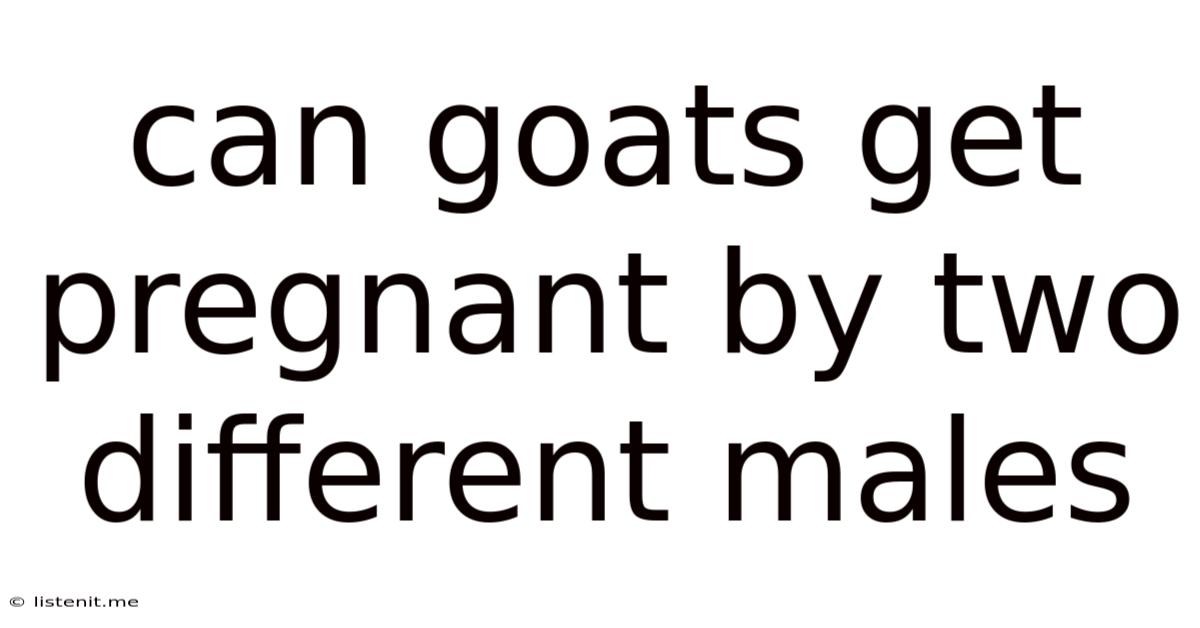 Can Goats Get Pregnant By Two Different Males