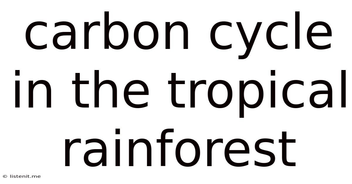 Carbon Cycle In The Tropical Rainforest