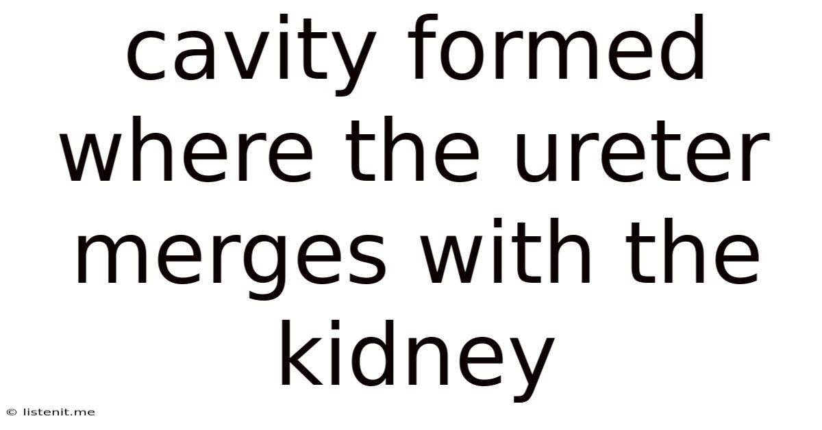 Cavity Formed Where The Ureter Merges With The Kidney