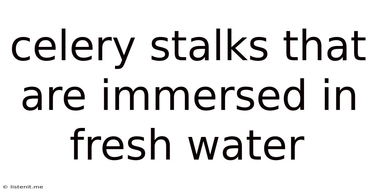 Celery Stalks That Are Immersed In Fresh Water