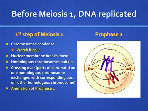 Cells Replicate Their Dna Prior To ___________________.