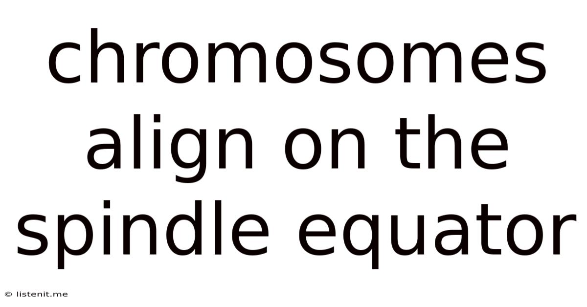 Chromosomes Align On The Spindle Equator