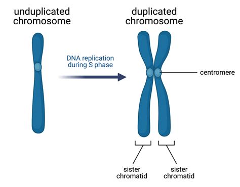 Chromosomes Are Duplicated During What Stage Of The Cell Cycle