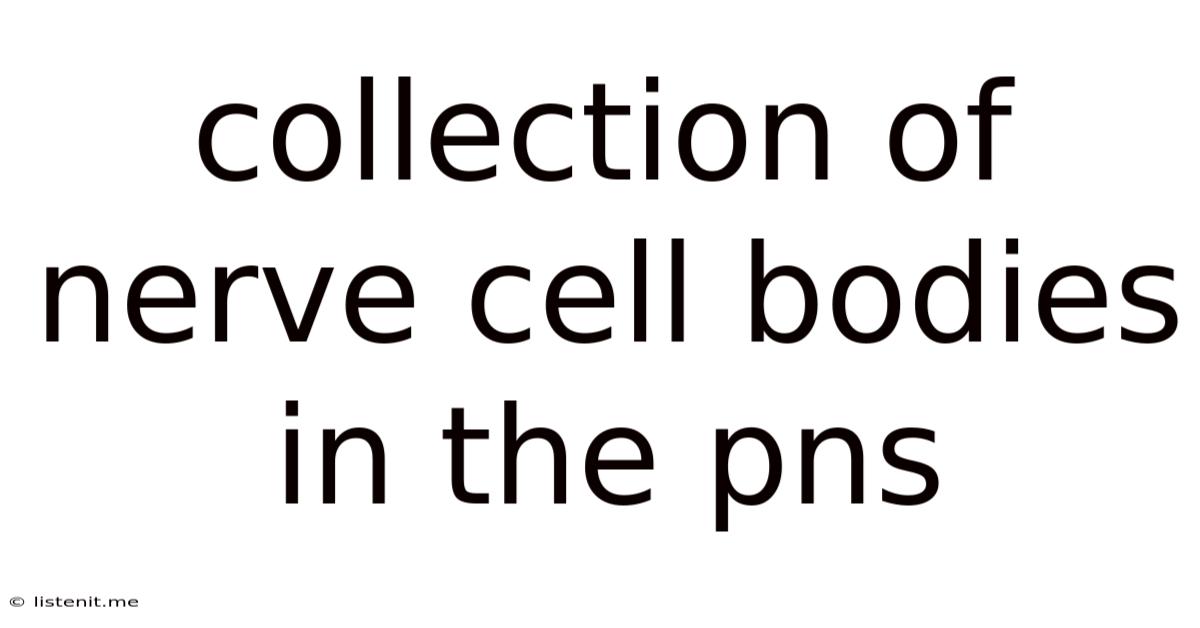 Collection Of Nerve Cell Bodies In The Pns