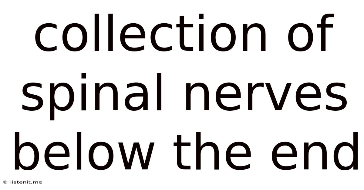 Collection Of Spinal Nerves Below The End