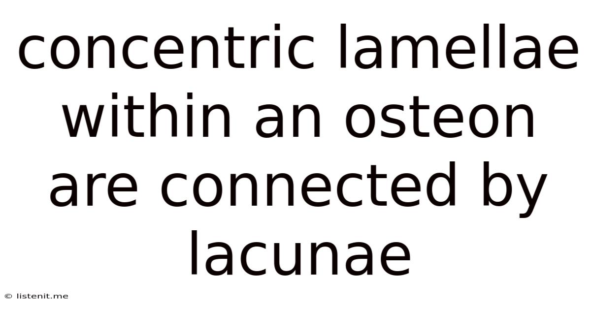 Concentric Lamellae Within An Osteon Are Connected By Lacunae
