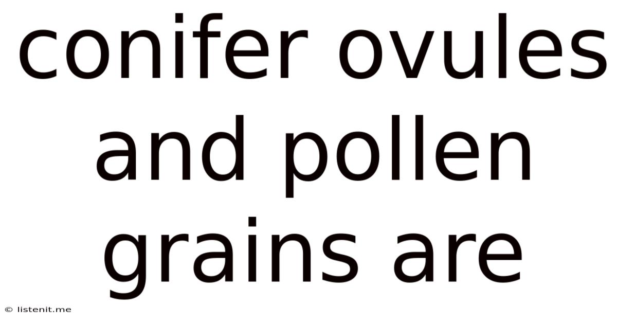 Conifer Ovules And Pollen Grains Are