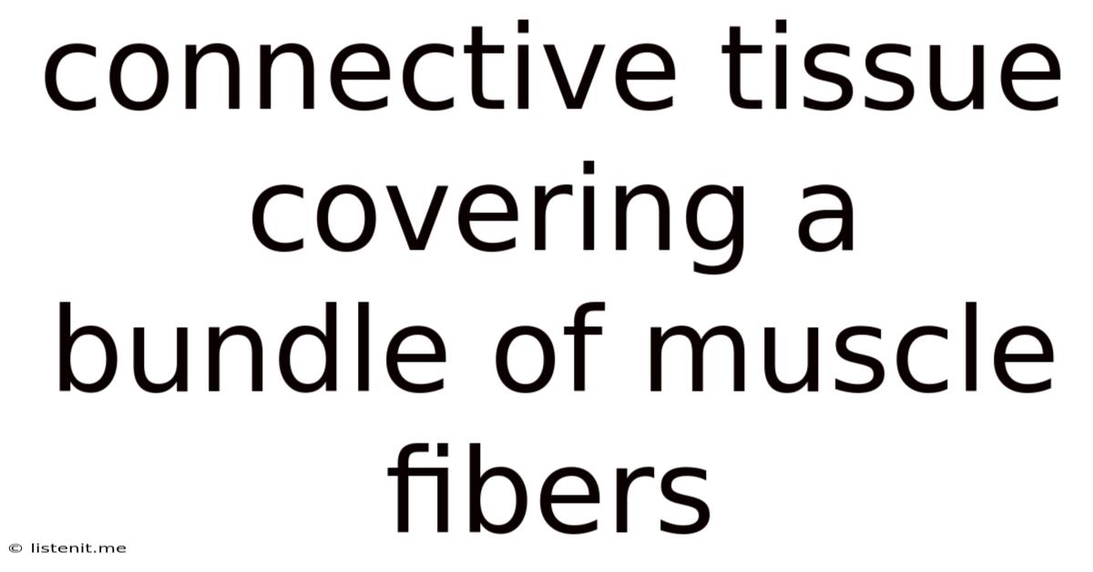 Connective Tissue Covering A Bundle Of Muscle Fibers