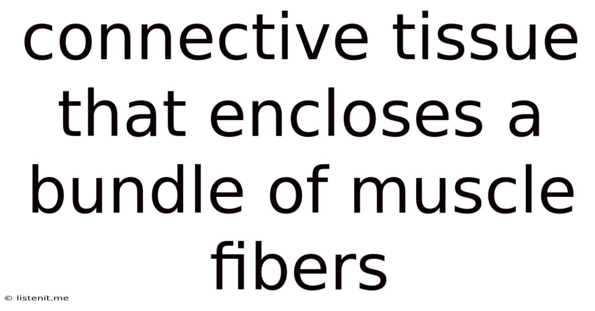 Connective Tissue That Encloses A Bundle Of Muscle Fibers