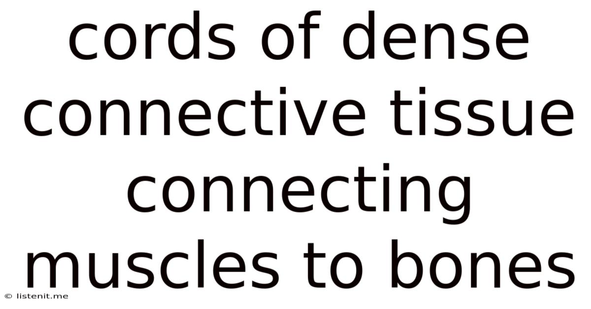 Cords Of Dense Connective Tissue Connecting Muscles To Bones