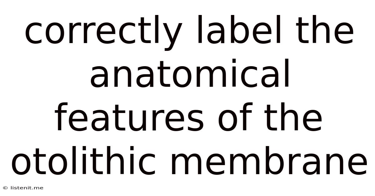 Correctly Label The Anatomical Features Of The Otolithic Membrane