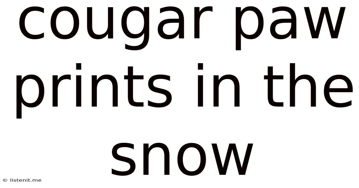 Cougar Paw Prints In The Snow