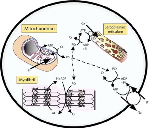 Creatine Phosphate Functions Within The Muscle Cells By