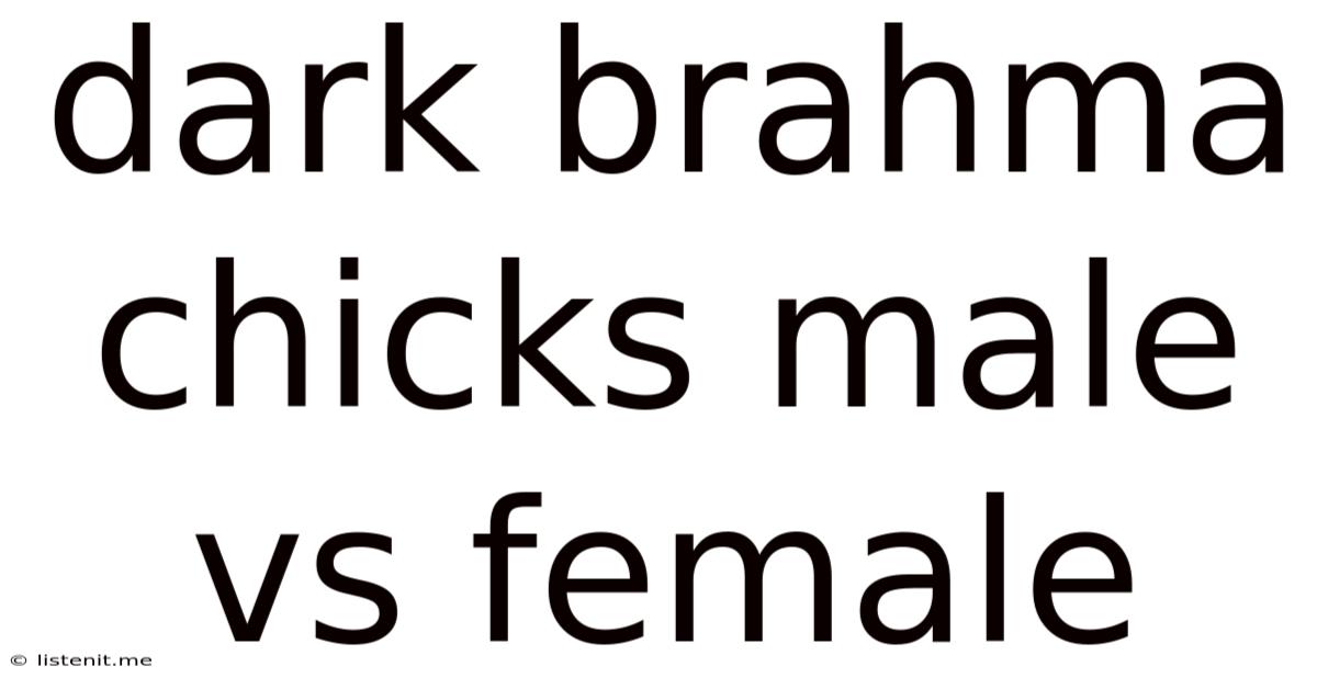 Dark Brahma Chicks Male Vs Female