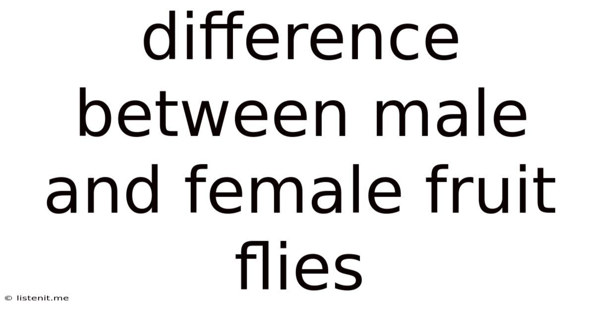 Difference Between Male And Female Fruit Flies