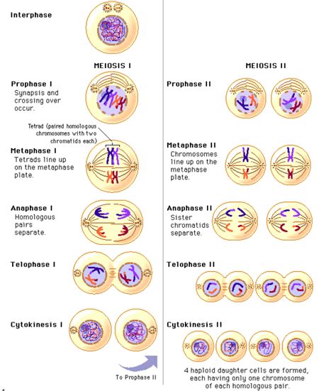 Difference Between Meiosis I And Ii