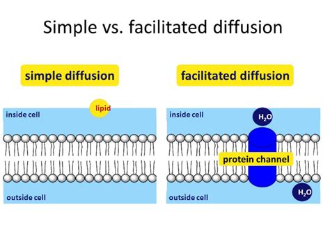 Difference Between Simple And Facilitated Diffusion