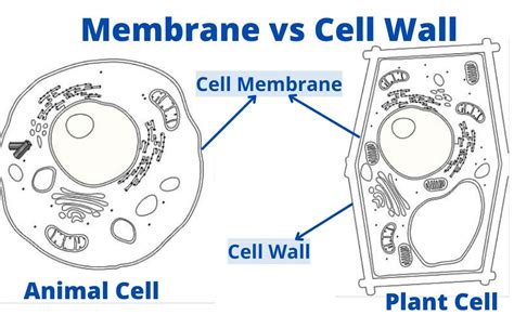 Differentiate Between Cell Membrane And Cell Wall