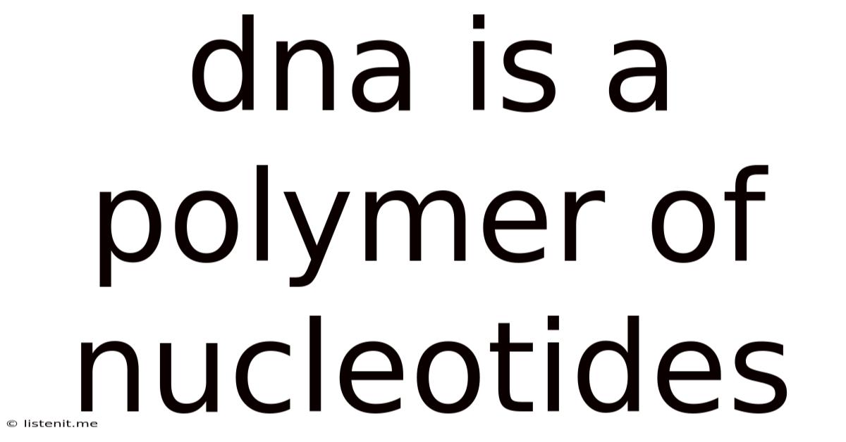 Dna Is A Polymer Of Nucleotides