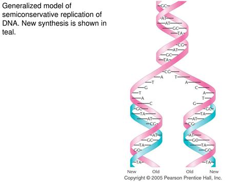 Dna Replication Is Considered Semiconservative Because