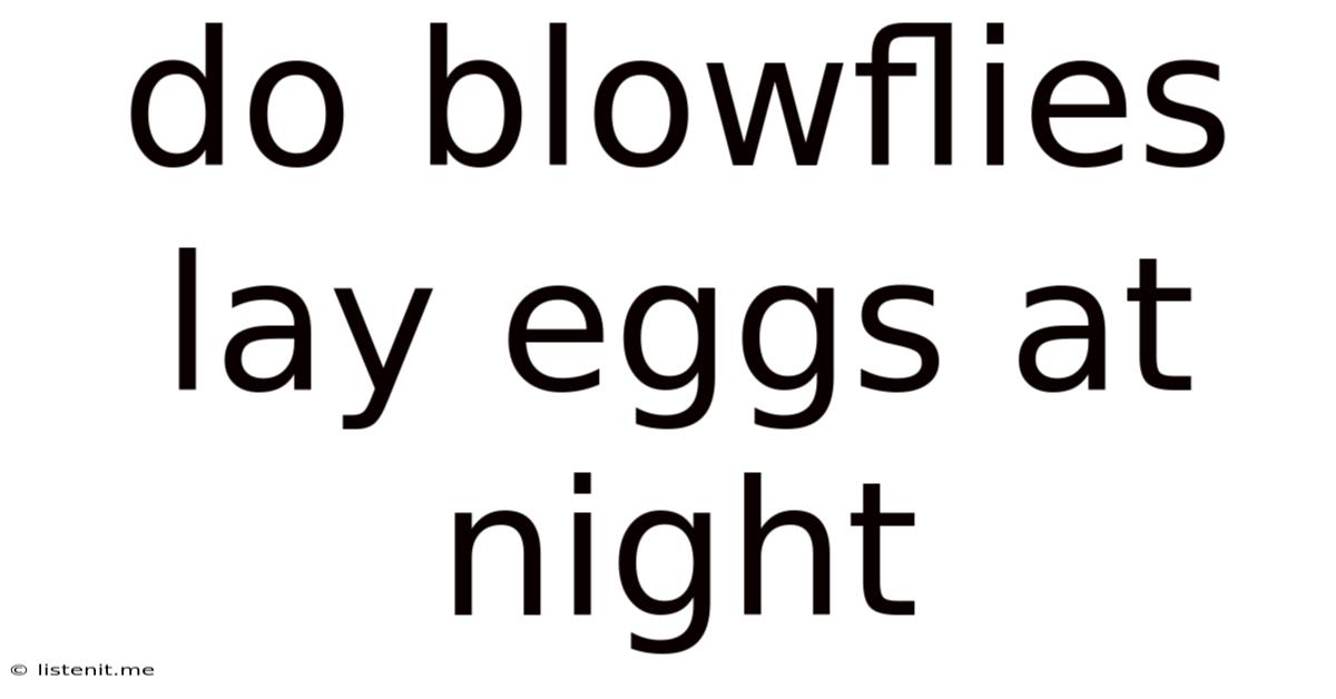 Do Blowflies Lay Eggs At Night