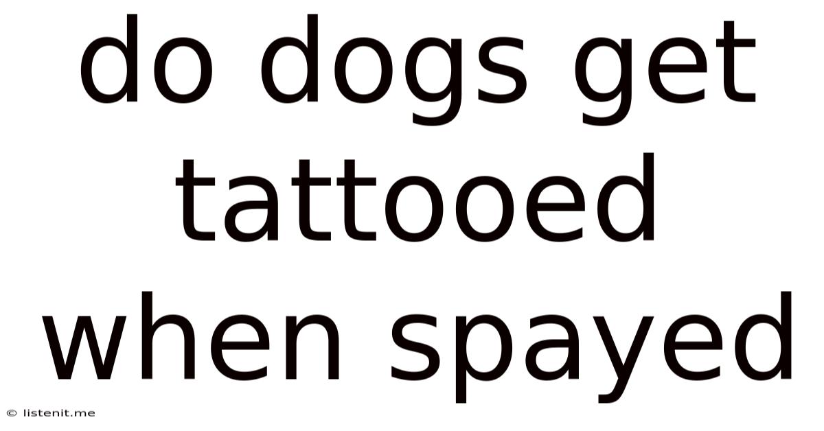 Do Dogs Get Tattooed When Spayed